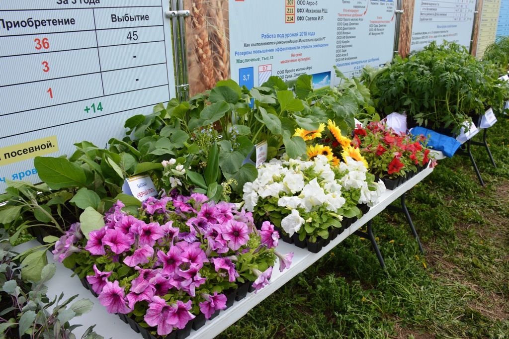 Сельскохозяйственная выставка производителей Лаишевского района