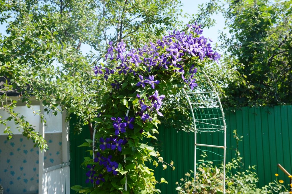 Цветочная рапсодия в тенистом саду
