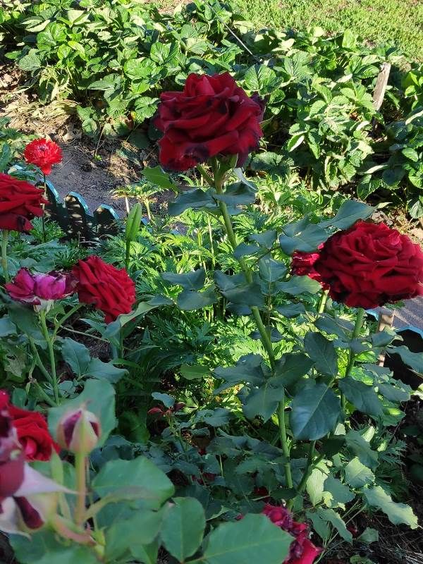 Украсим свой сад цветами. Цветы Замалдиновой Софии. Лаишево