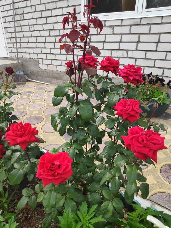 Украсим свой сад цветами. Цветы Замалдиновой Софии. Лаишево
