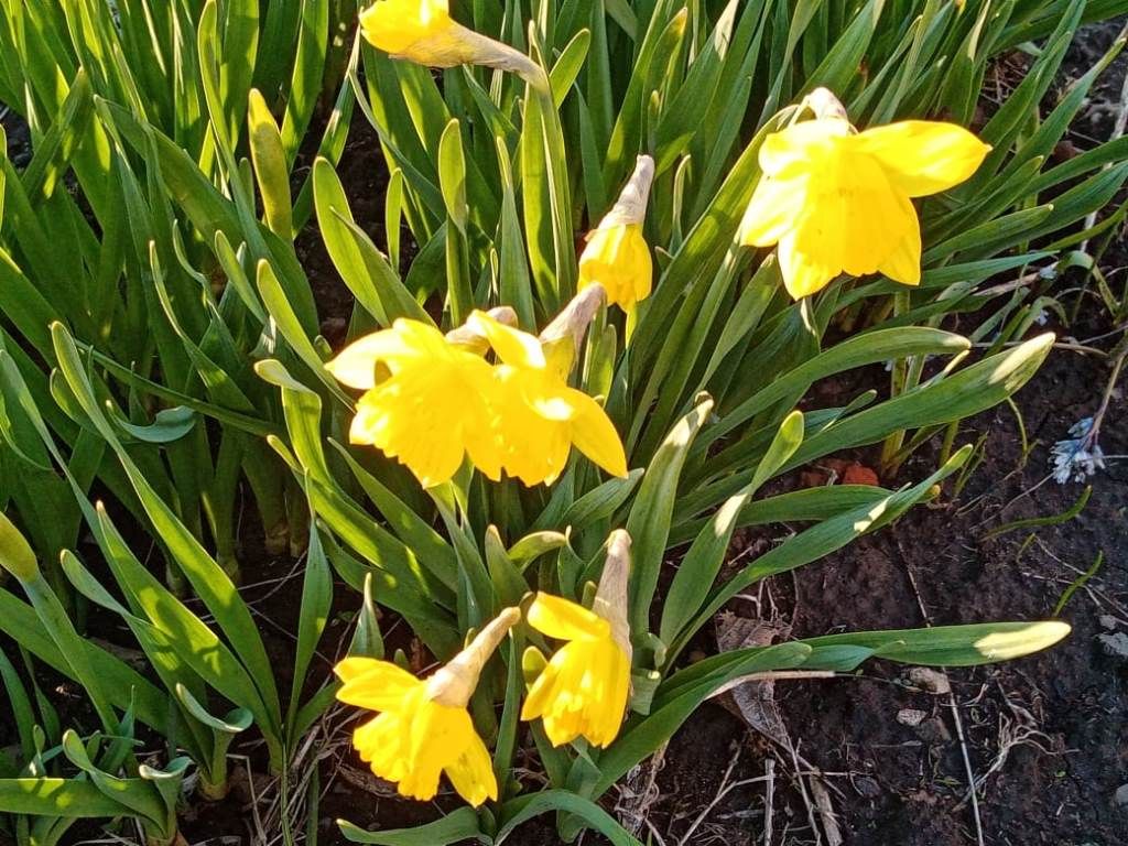Весенние цветы радуют глаз лаишевских огородников