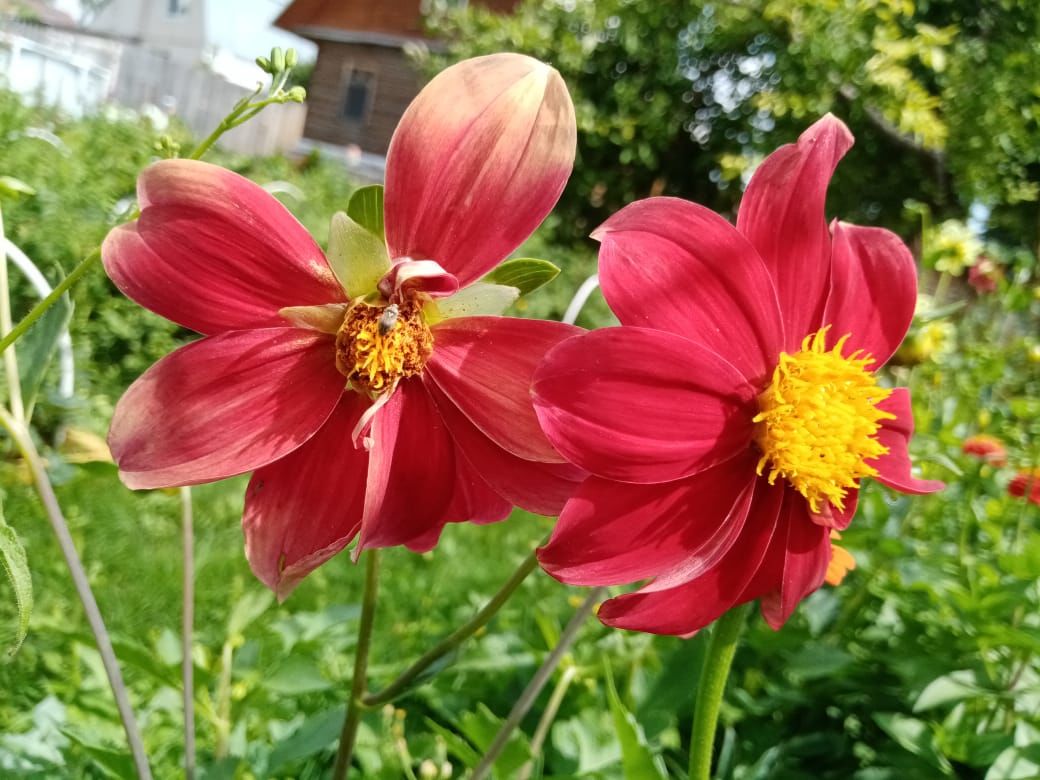 Буйство красок: цветочное лето
