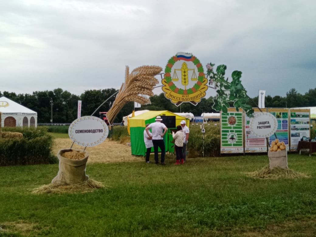 День поля в Татарстане - 2020: аграрное раздолье