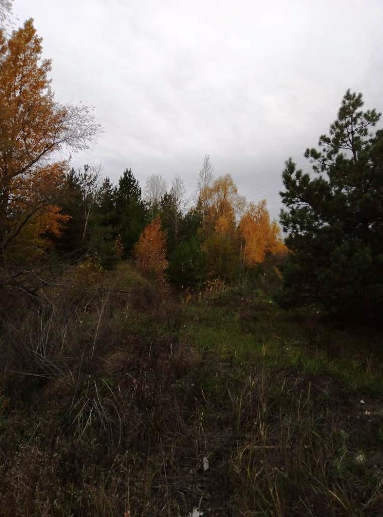 Новые стихи Вячеслава Соловьева: "Ещё не всю холодный ветер сорвал упрямую листву..."
