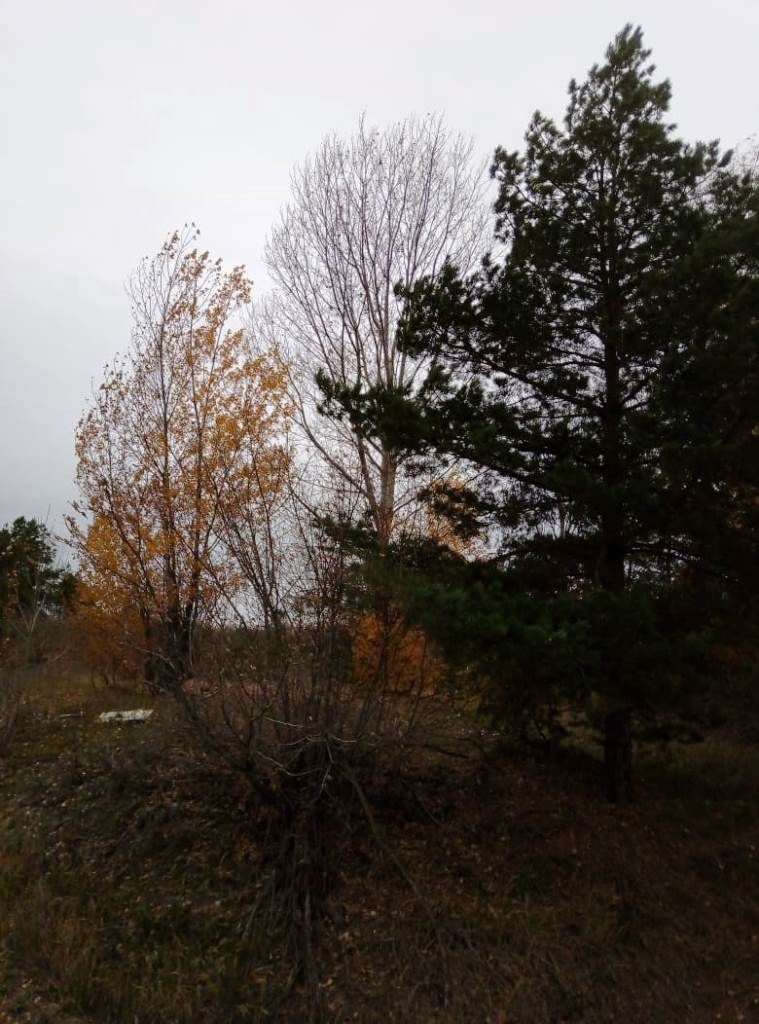Новые стихи Вячеслава Соловьева: "Ещё не всю холодный ветер сорвал упрямую листву..."