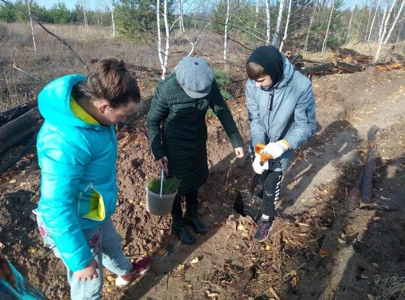 Ученики Никольской школы восстанавливают лес