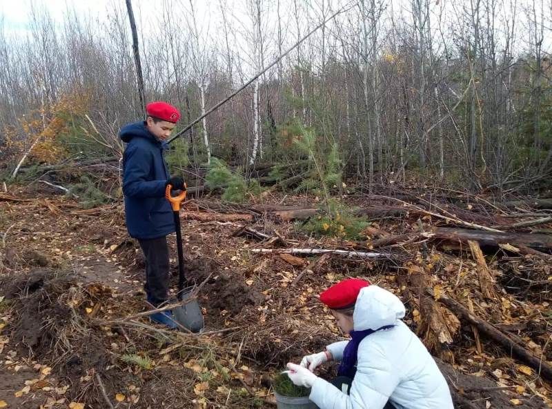 Ученики Никольской школы восстанавливают лес