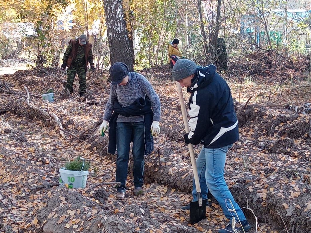 В Лаишевском районе волонтеры посадили хвойные саженцы