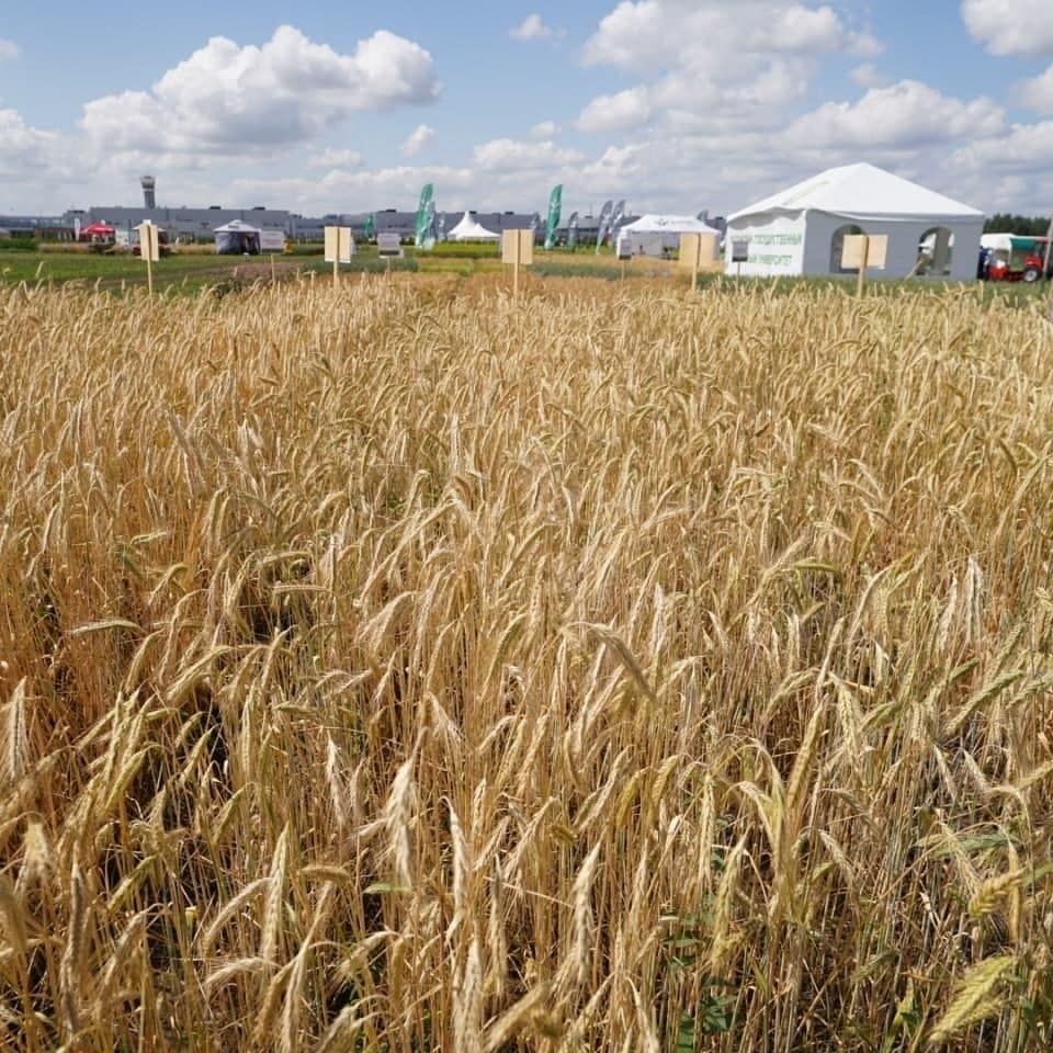 В Татарстане к середине лета от вредителей, болезней сельхозкультур и от сорняков обработано более 5,8 млн га посевов.
