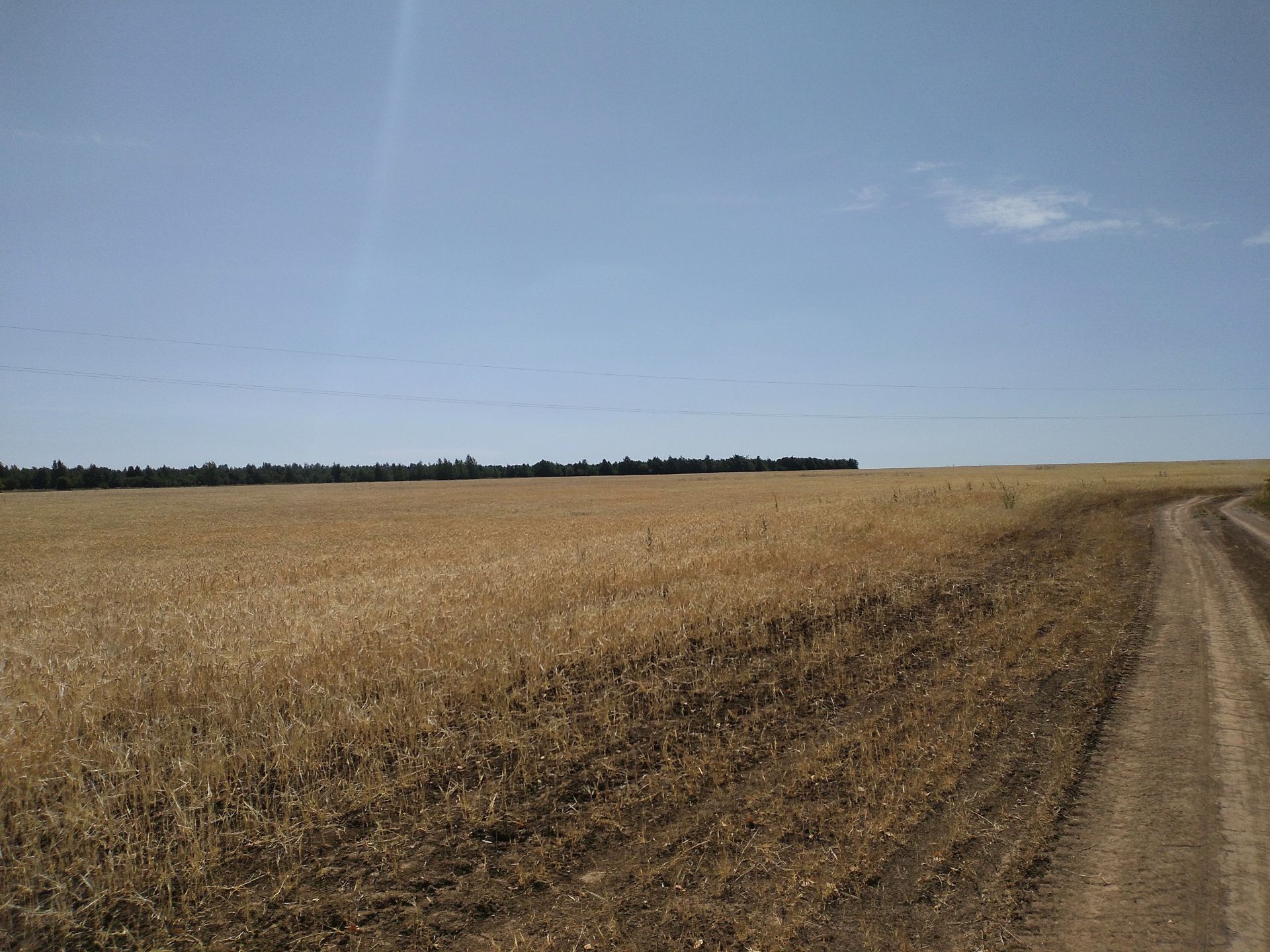 В Татарстане к середине лета от вредителей, болезней сельхозкультур и от сорняков обработано более 5,8 млн га посевов.