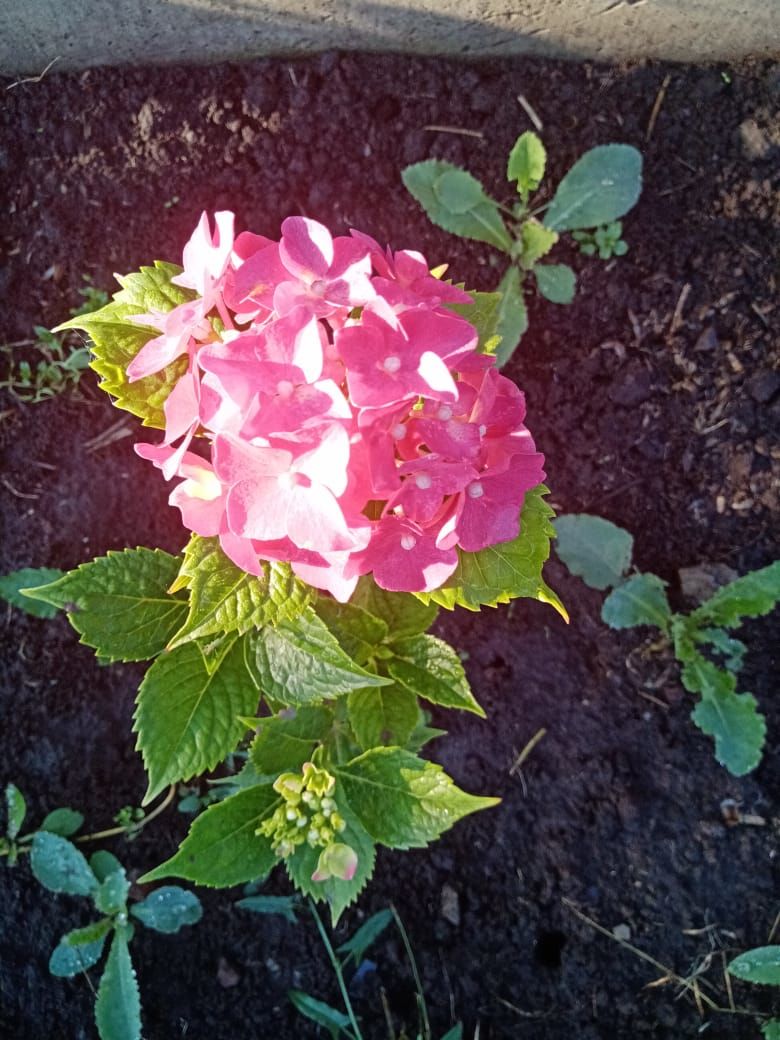 Жители Лаишева поделились красотой своего сада
