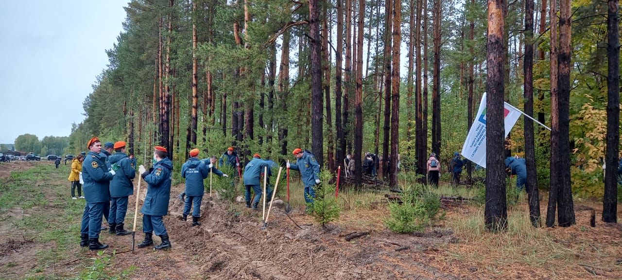 Более 400 волонтеров Лаишевского района вышли на уборку территории лесного фонда в Столбищенском лесничестве
