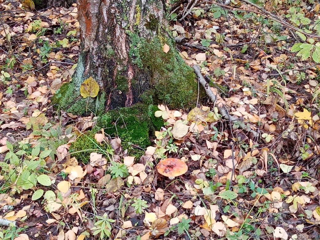 Чирповский лес встречает грибников