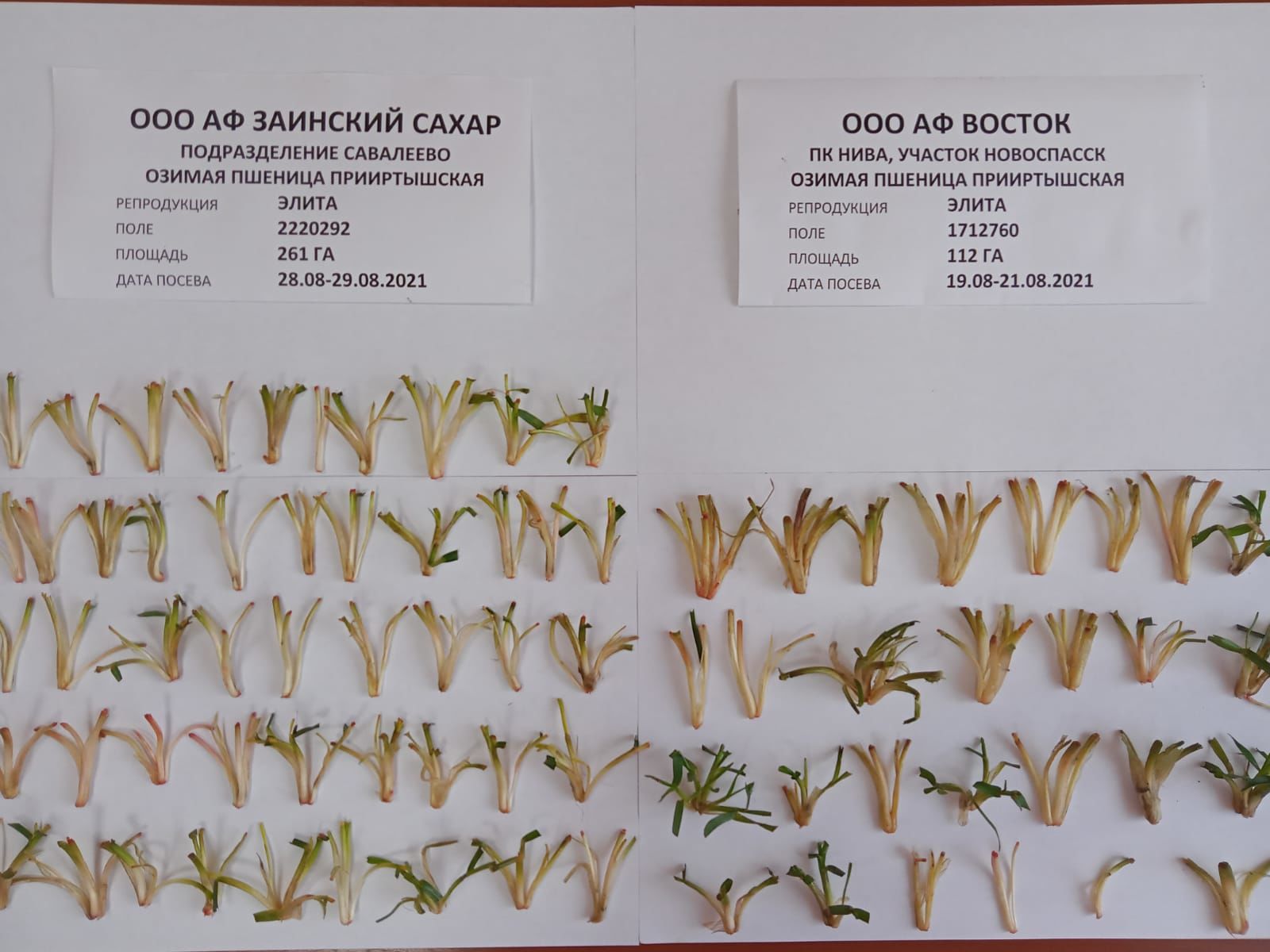 В Заинском районе Татарстана специалисты «Россельхозцентра» оценили состояние озимых культур