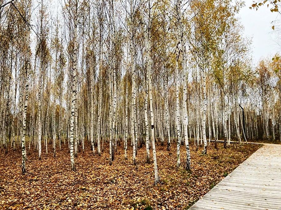 Фото читателя. Рузалия Валиулина: парки, скверы и цветы