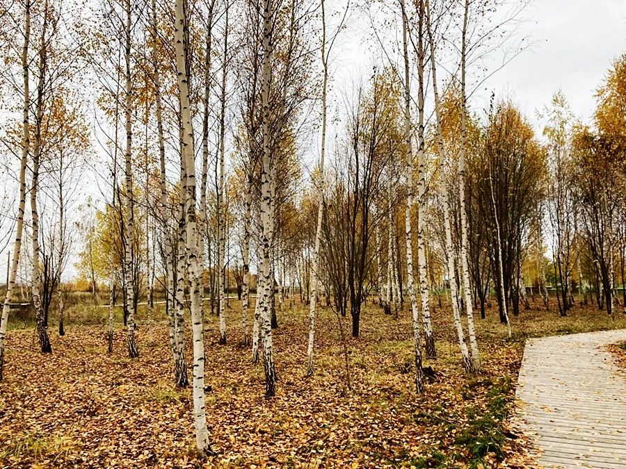 Фото читателя. Рузалия Валиулина: парки, скверы и цветы