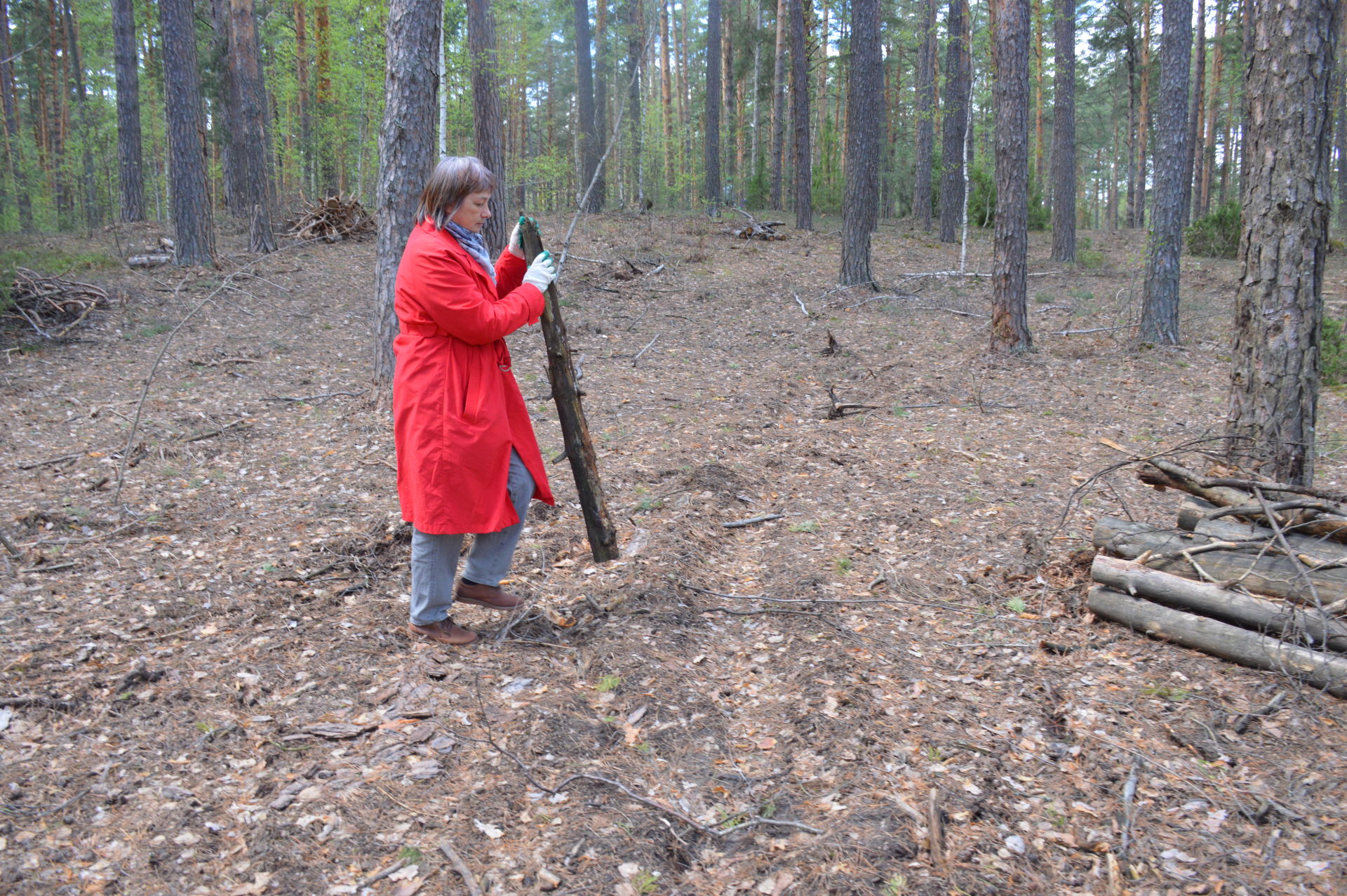 Леса в Татарстане становятся чище