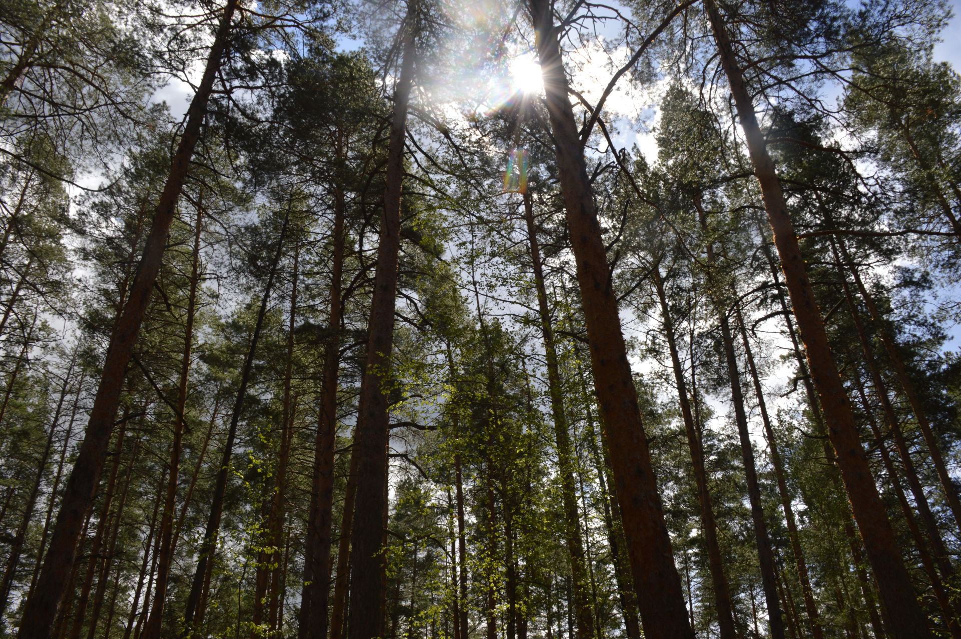 Самый большой лес в Татарстане