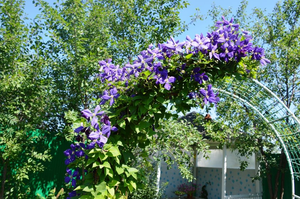 Летние цветущие клумбы запечатлели наши читатели