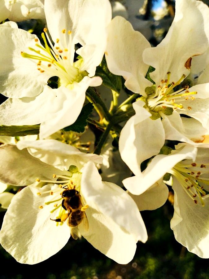 "Весны цветенье" - тема новых фотографий Нажии Хусаиновой