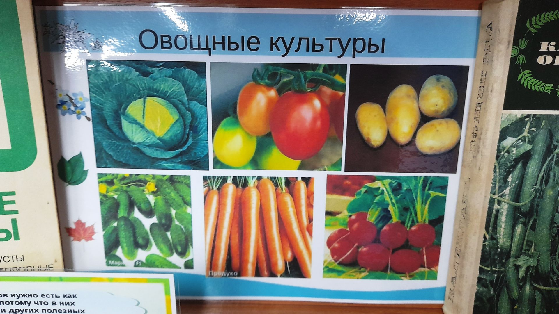 Наступившее календарное лето не балует огородников Лаишевского района теплой погодой