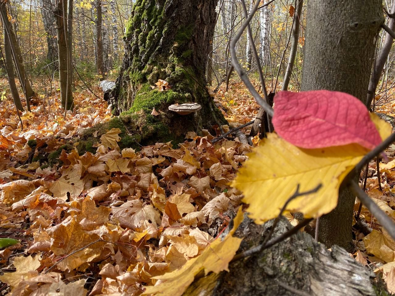 Осенью лес особенно прекрасен