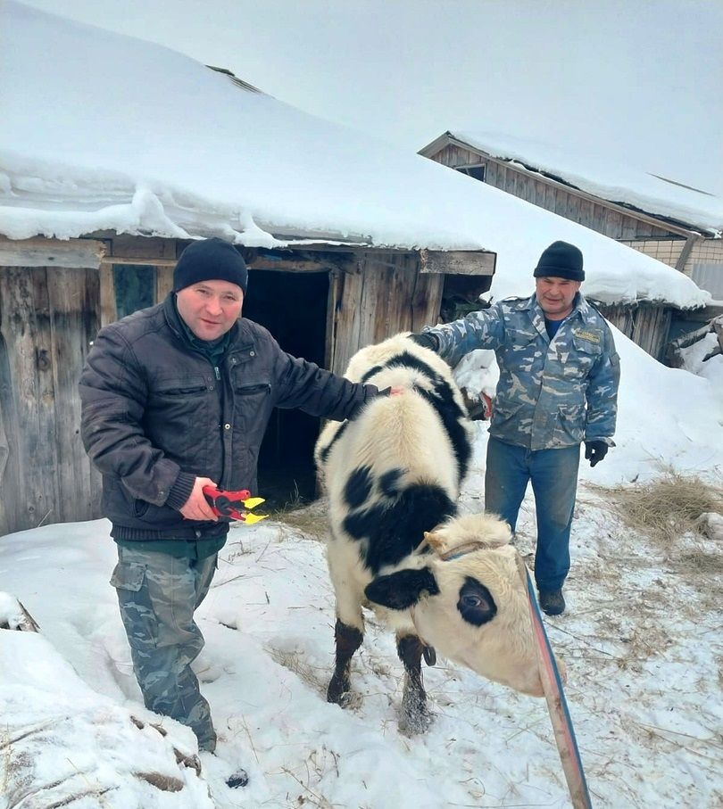 Как проходит маркировка крупного рогатого скота