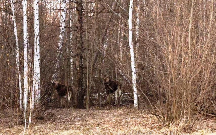 Осторожно: лоси на дороге в Лаишевском районе