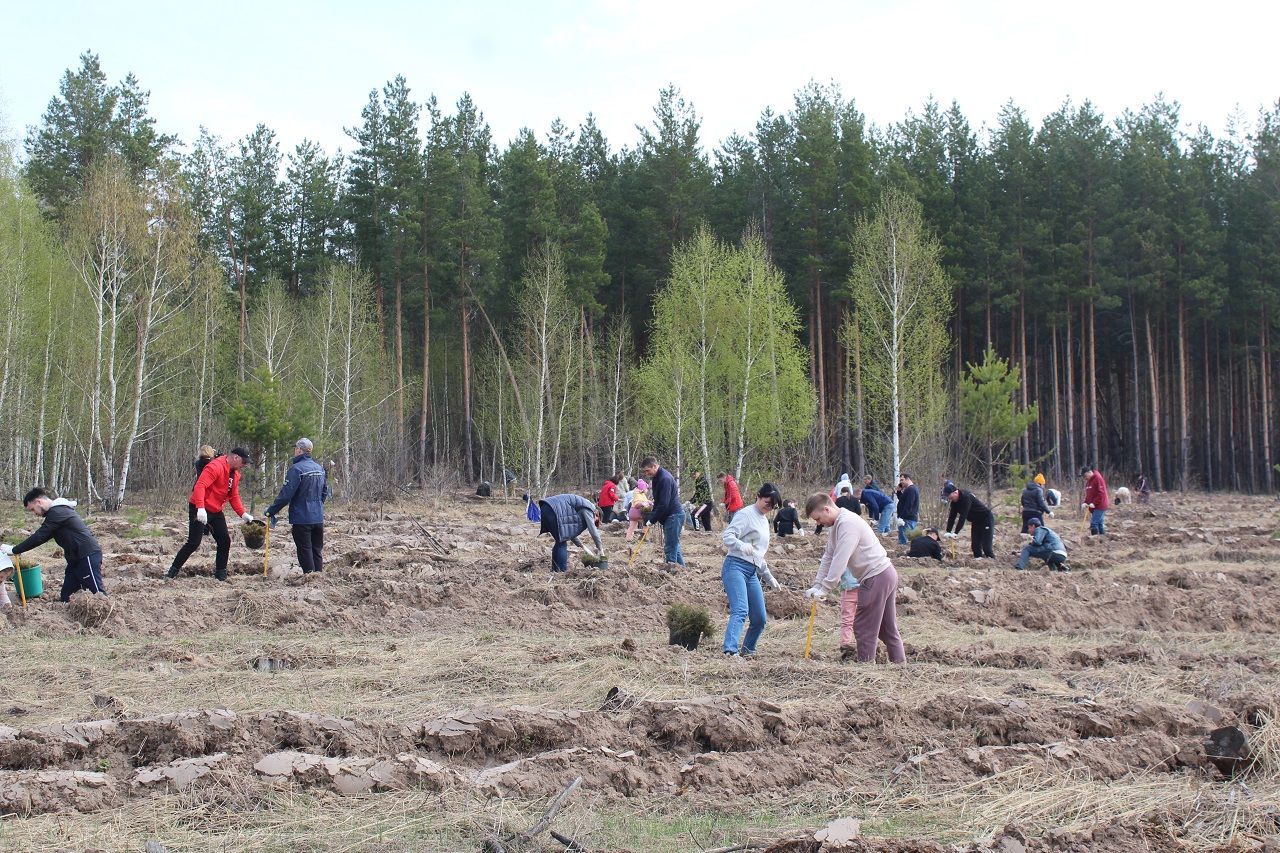 В Лаишевском районе высадили тысячи деревьев
