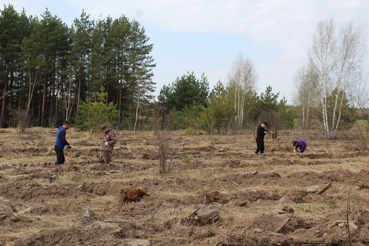 В Лаишевском районе высадили тысячи деревьев