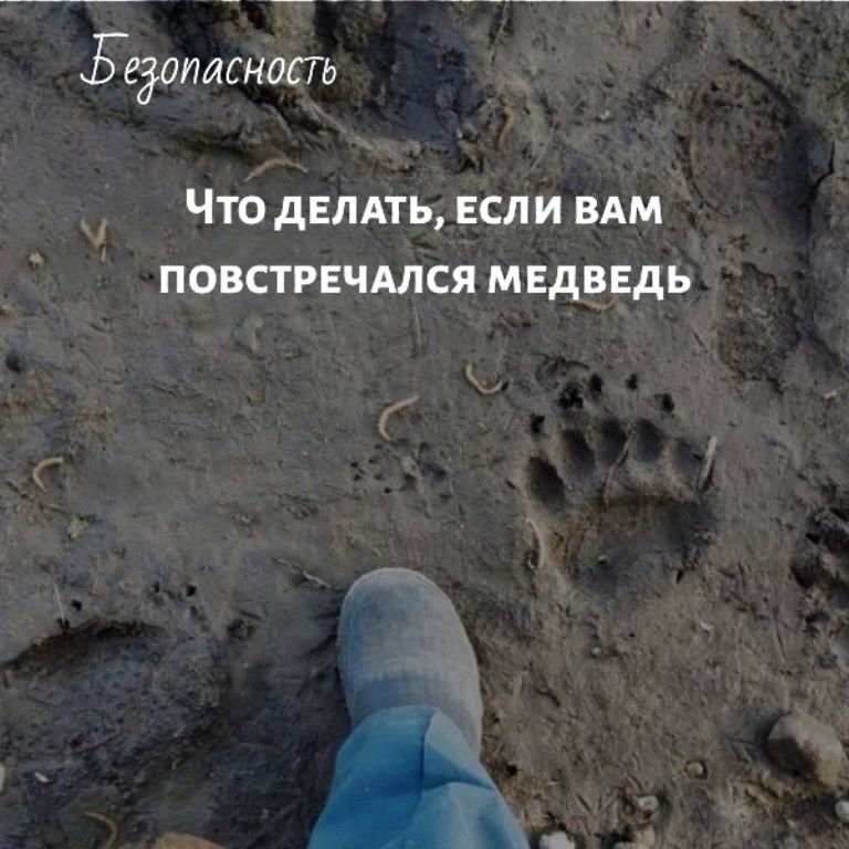 Что делать, если вам повстречался медведь…