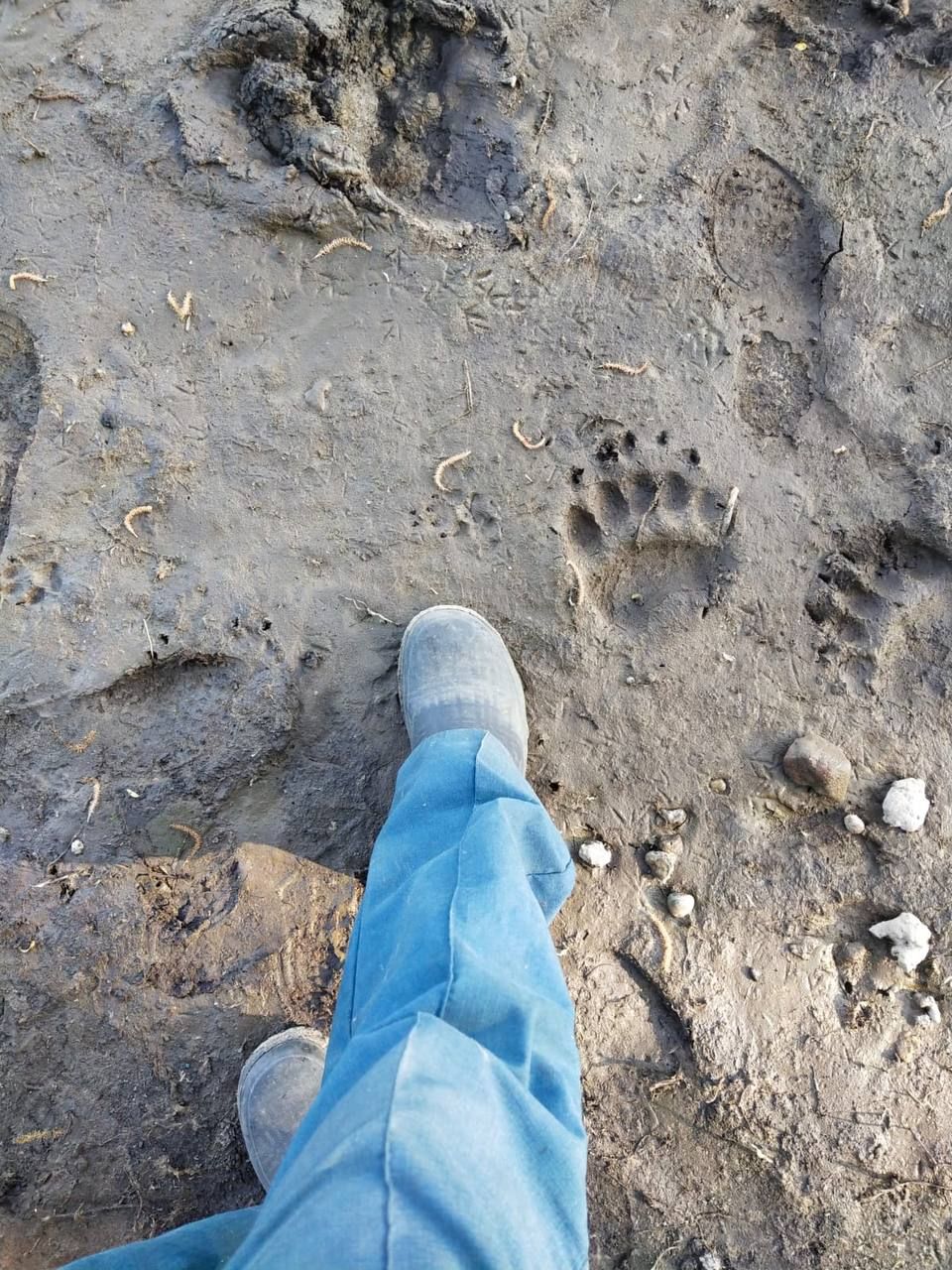 В Лаишевском районе обнаружили следы медведя