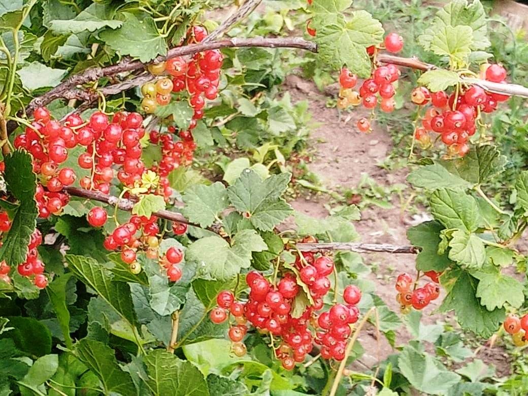 Лаишевцы делятся снимками будущего ягодного урожая