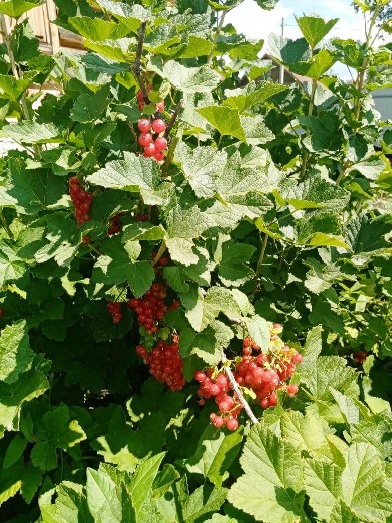 Лаишевцы делятся снимками будущего ягодного урожая