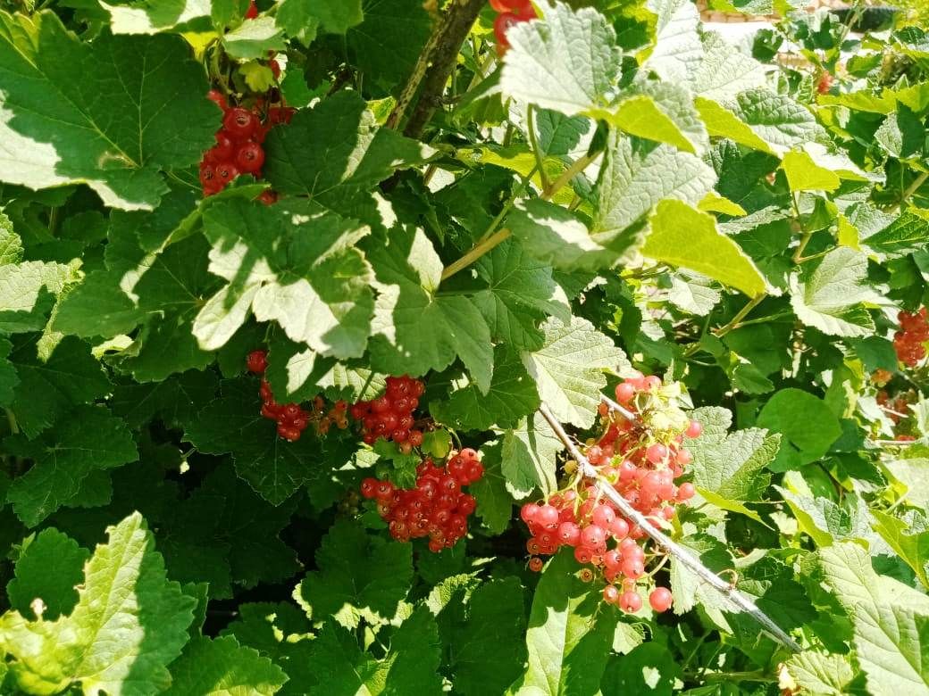 Лаишевцы делятся снимками будущего ягодного урожая