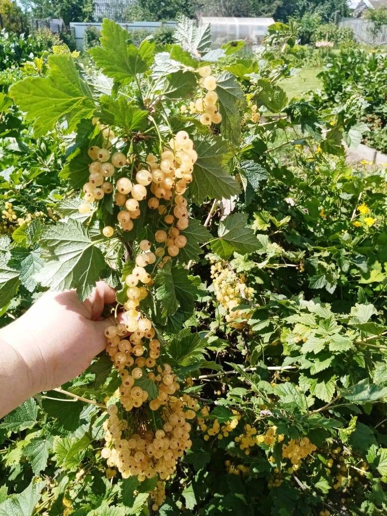 Лаишевцы делятся снимками будущего ягодного урожая