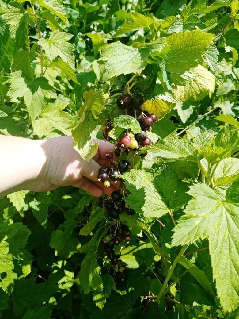 Лаишевцы делятся снимками будущего ягодного урожая