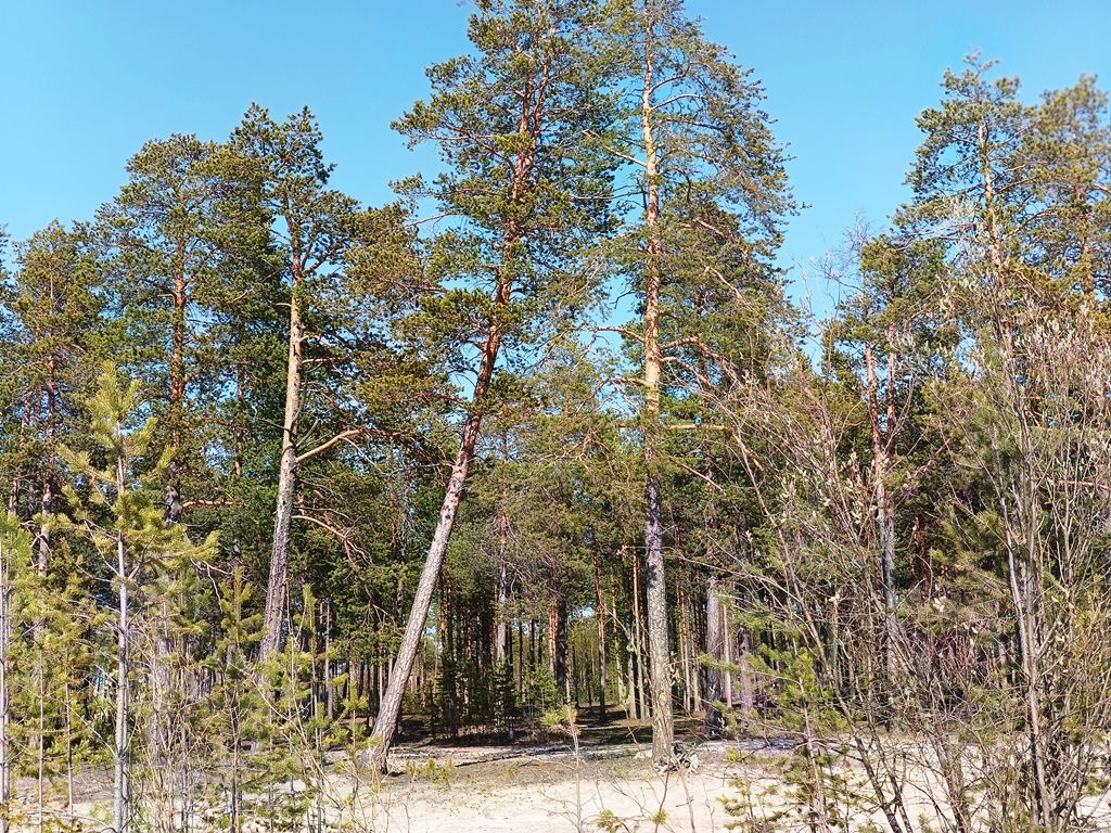 Городская среда: Манит меня тихий парк, озерцо и небесная синь
