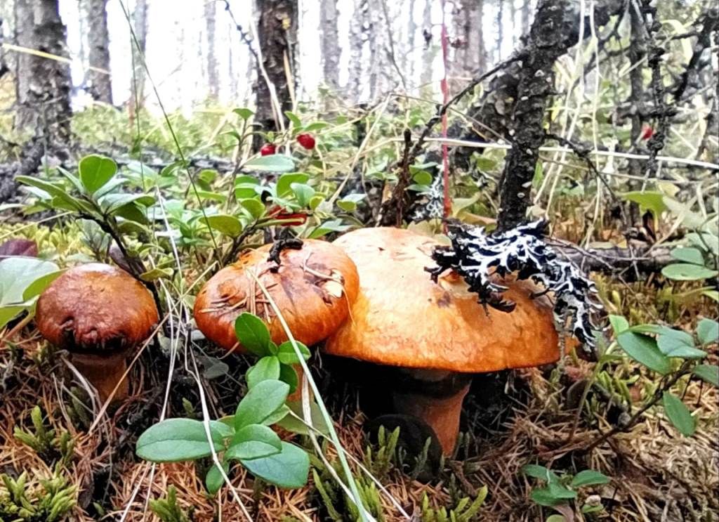 Путешествуем по России: За грибами и ягодами нужно ехать на Колыму