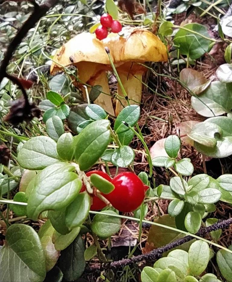 Путешествуем по России: За грибами и ягодами нужно ехать на Колыму