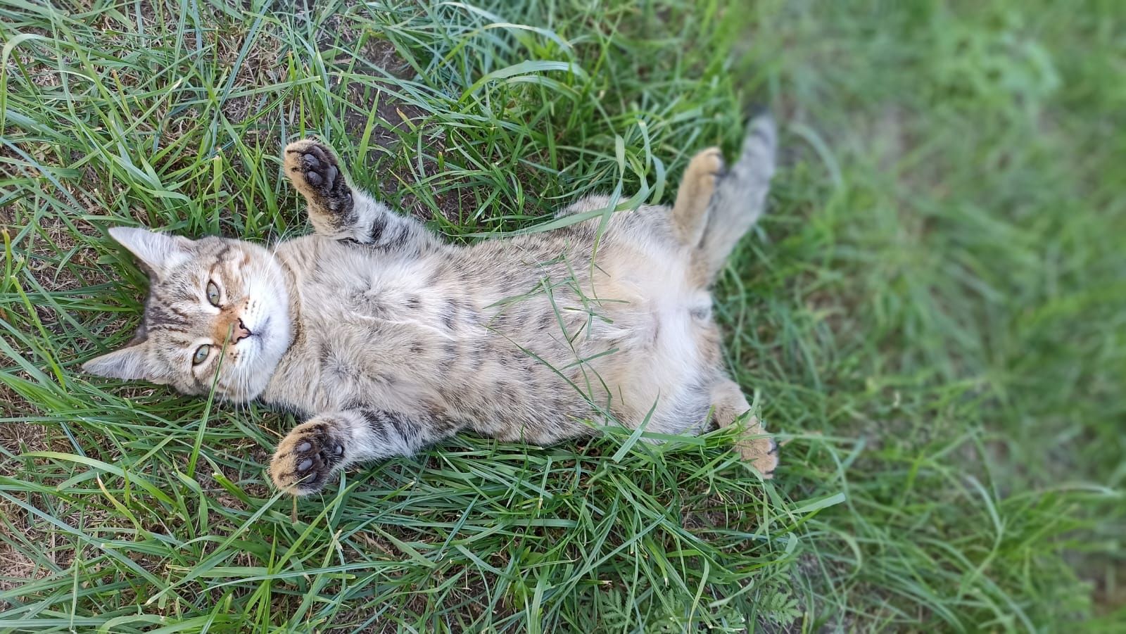 Юлия Космачева и котенок Лис участвуют в ФОТОконкурсе «Мой питомец — просто кадр!»