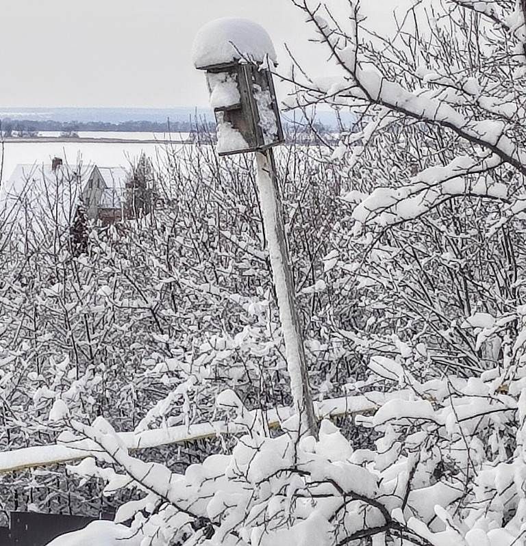 Зимний лес стоит в восторге...