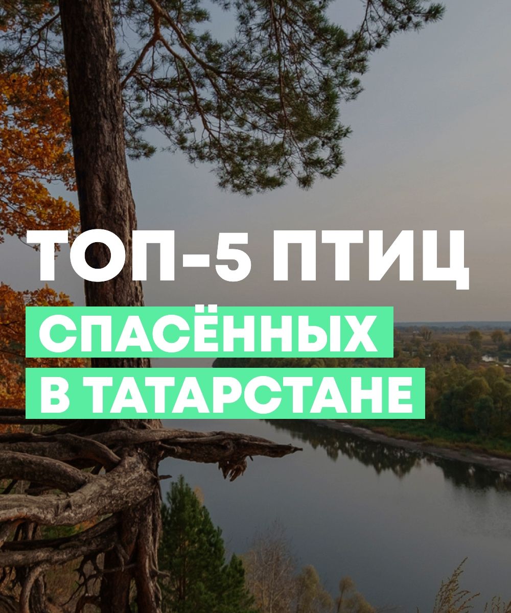Сегодня во всем мире отмечается Международный день птиц