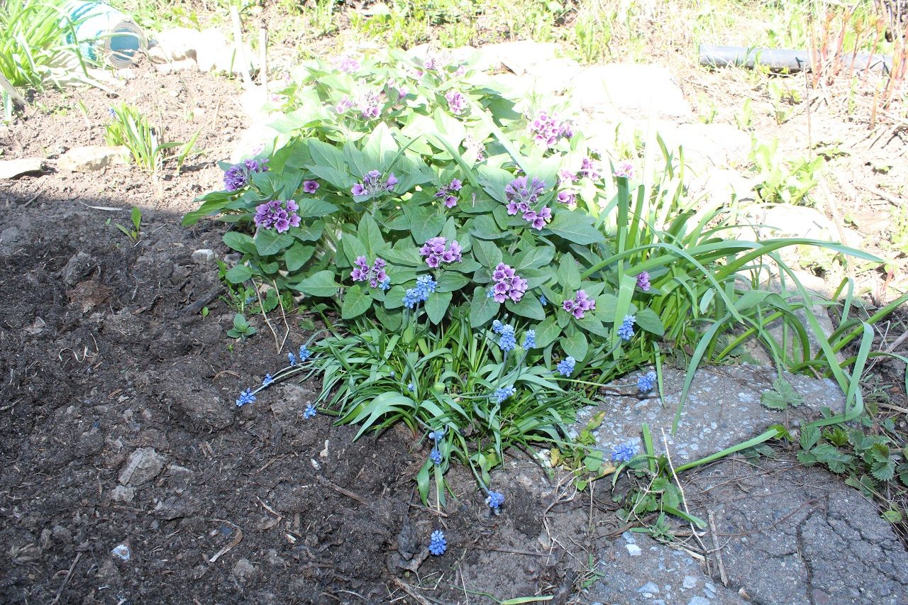 Советы лаишевским садоводам о том, что нужно успеть сделать в саду в мае