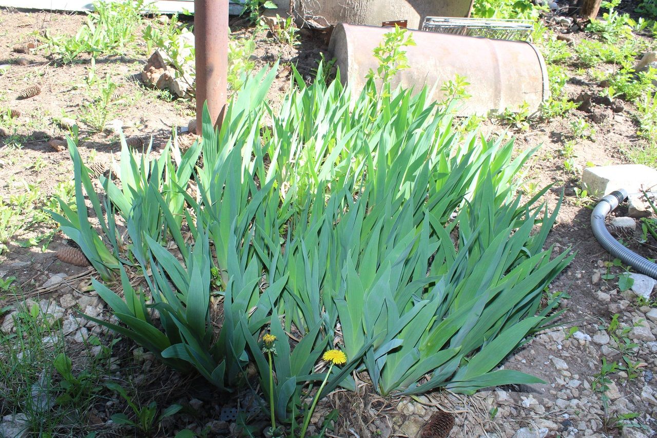 Советы лаишевским садоводам о том, что нужно успеть сделать в саду в мае