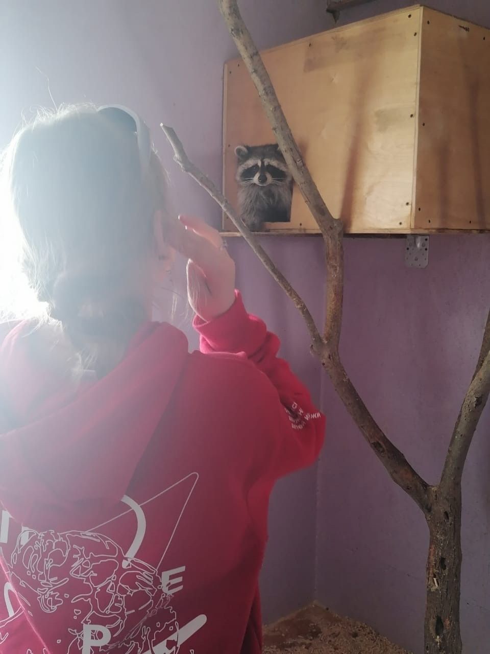 В приюте для животных в Лаишевском районе дети познакомились с сурикатом и енотом
