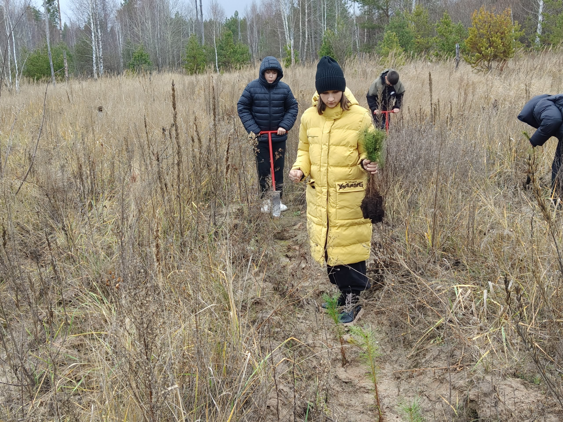 Школьники Лаишевского района приняли участие в посадке деревьев