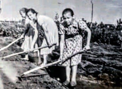 Взгляд читателя: участие школ в конкурсе «Цветы у дома»