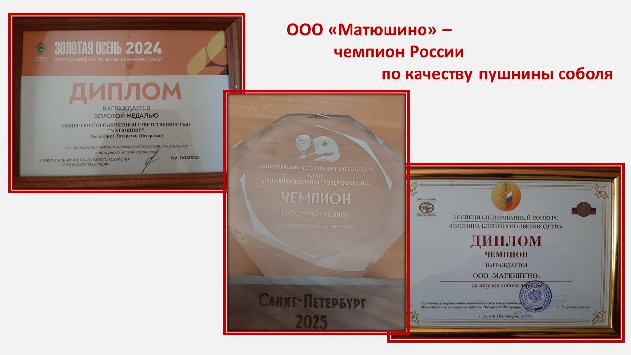 ООО «Матюшино» — чемпион России по качеству пушнины соболя