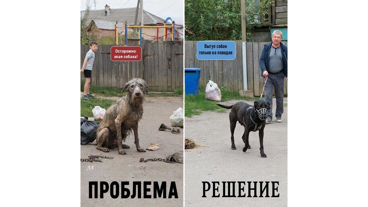 Нет плохих собак, есть плохие хозяева